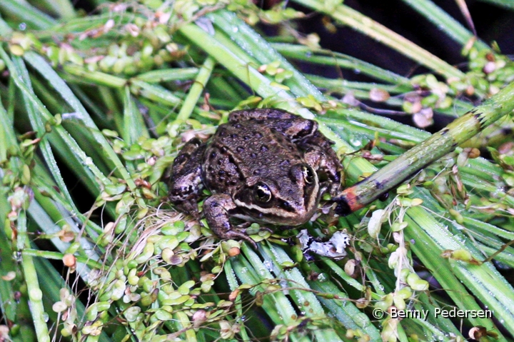 butsnudede froe IMG_9551.jpg - Butsnudede frø (Rana temporaria)